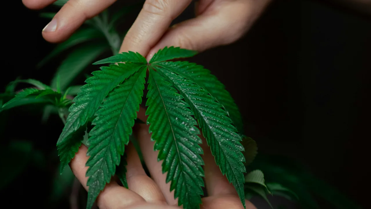 Marijuana Distribution defense attorney Philadelphia