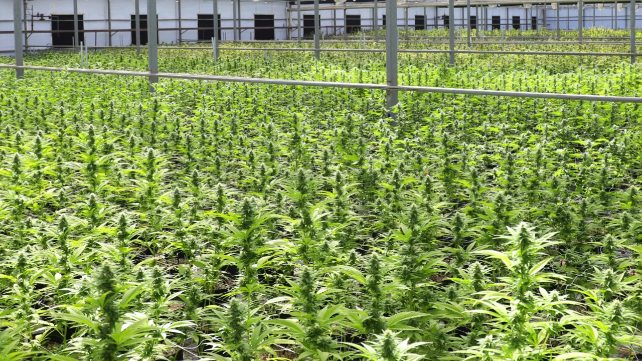 Marijuana Cultivation defense attorney Philadelphia